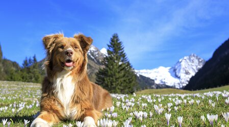 Bergfrühling: Hund auf Krokuswiese | © STG | photo-austria.at | Test Rechteanmerkung